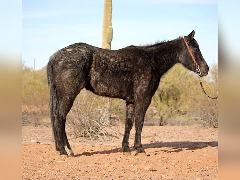 American Quarter Horse Giumenta 3 Anni 142 cm Roano blu in Marana