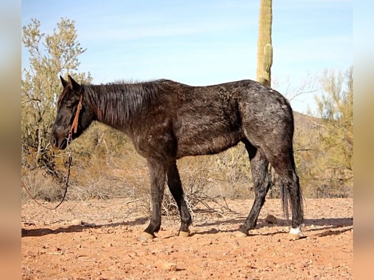 American Quarter Horse Giumenta 3 Anni 142 cm Roano blu in Marana