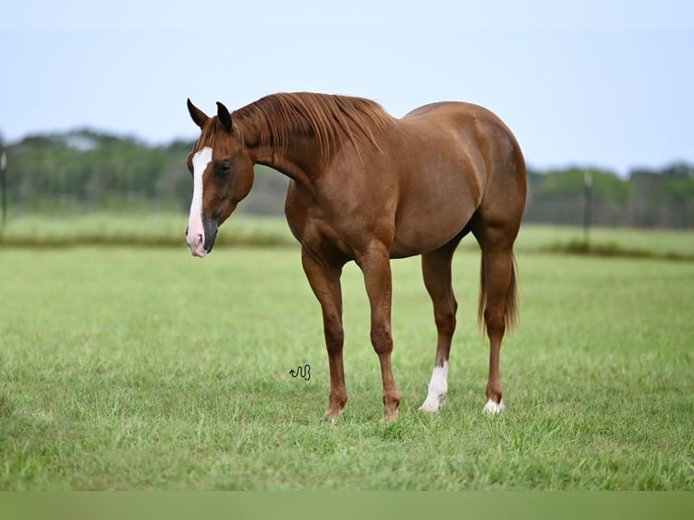 American Quarter Horse Giumenta 3 Anni 142 cm Sauro ciliegia in Waco, TX