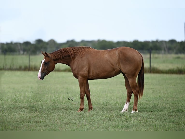 American Quarter Horse Giumenta 3 Anni 142 cm Sauro ciliegia in Waco, TX