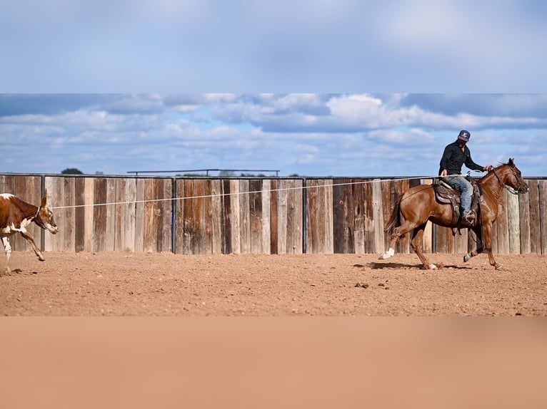 American Quarter Horse Giumenta 3 Anni 142 cm Sauro ciliegia in Waco, TX