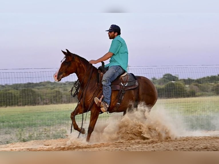 American Quarter Horse Giumenta 3 Anni 142 cm Sauro ciliegia in Waco, TX