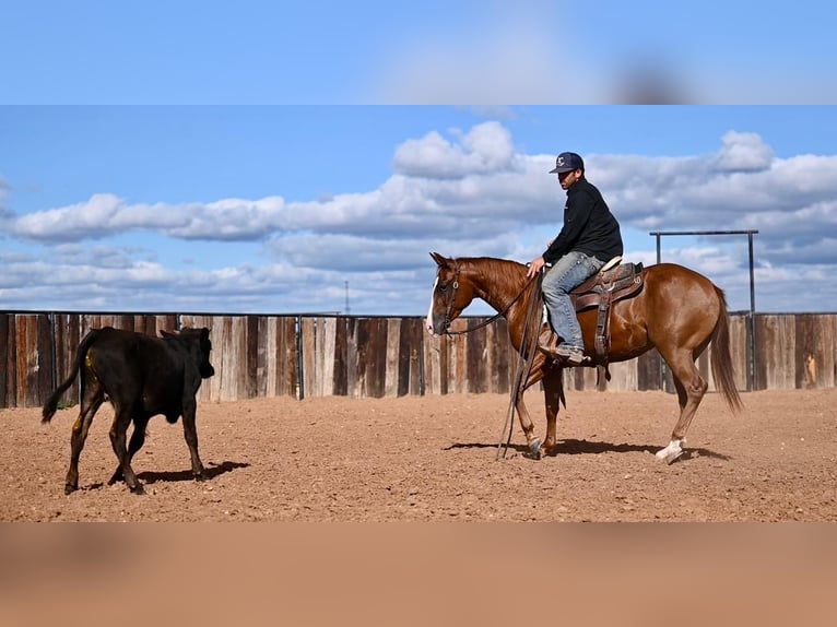 American Quarter Horse Giumenta 3 Anni 142 cm Sauro ciliegia in Waco, TX