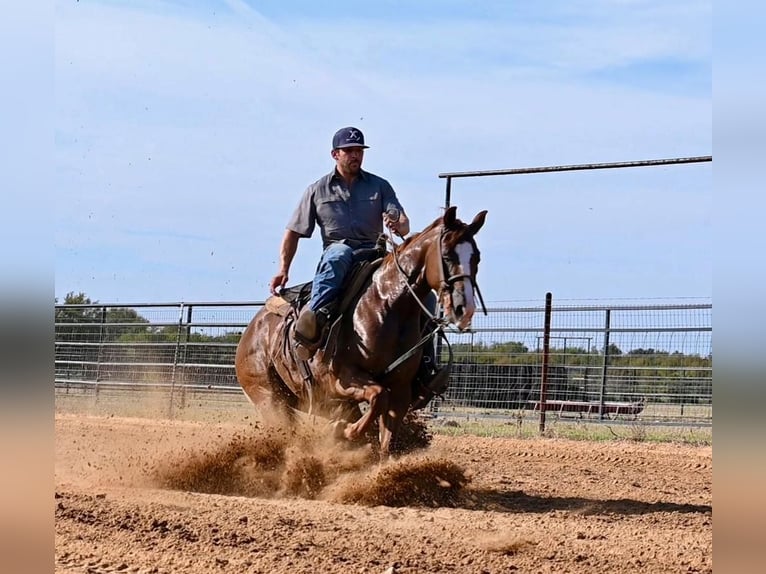 American Quarter Horse Giumenta 3 Anni 142 cm Sauro ciliegia in Waco, TX