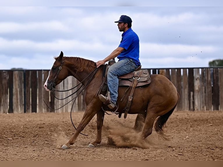 American Quarter Horse Giumenta 3 Anni 142 cm Sauro ciliegia in Waco, TX