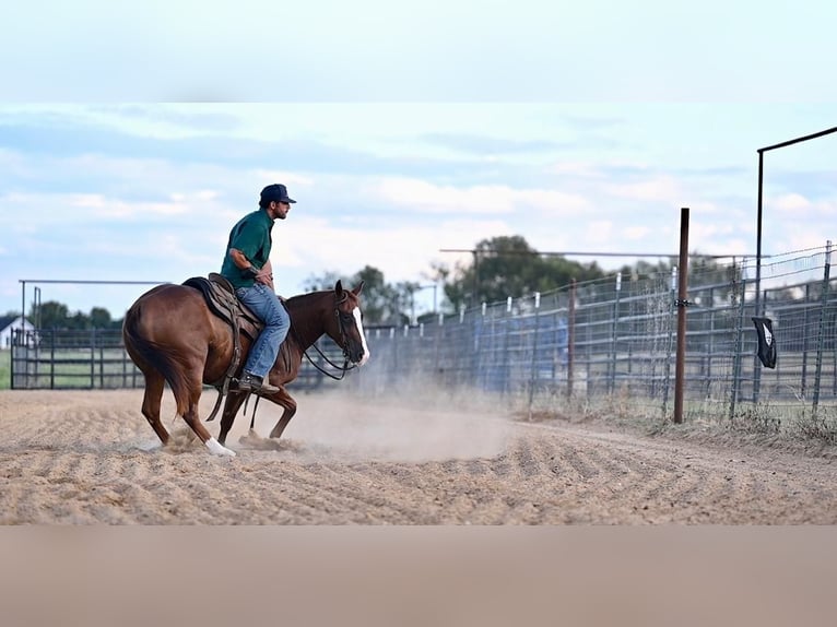 American Quarter Horse Giumenta 3 Anni 142 cm Sauro ciliegia in Waco, TX