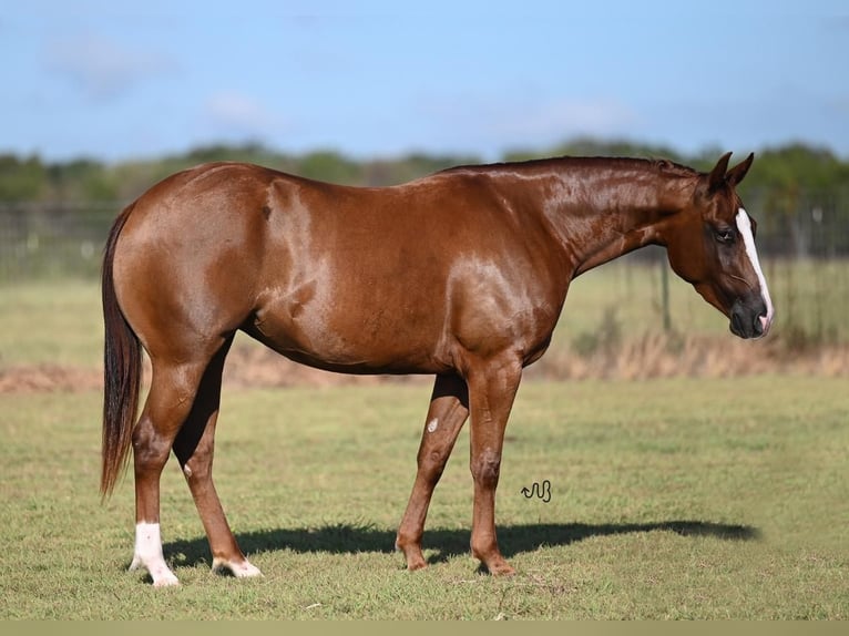 American Quarter Horse Giumenta 3 Anni 142 cm Sauro ciliegia in Waco, TX