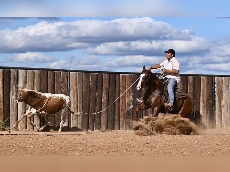 American Quarter Horse Giumenta 3 Anni 142 cm Sauro ciliegia in Waco, TX