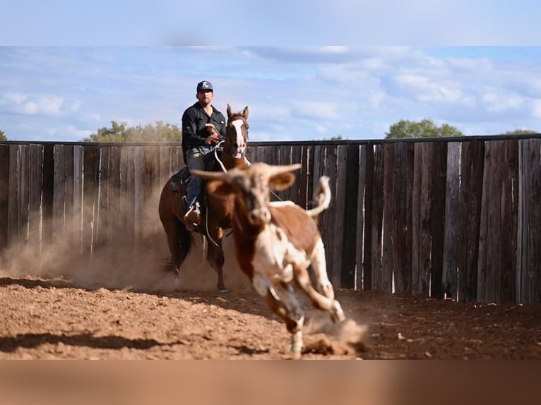 American Quarter Horse Giumenta 3 Anni 142 cm Sauro ciliegia in Waco, TX