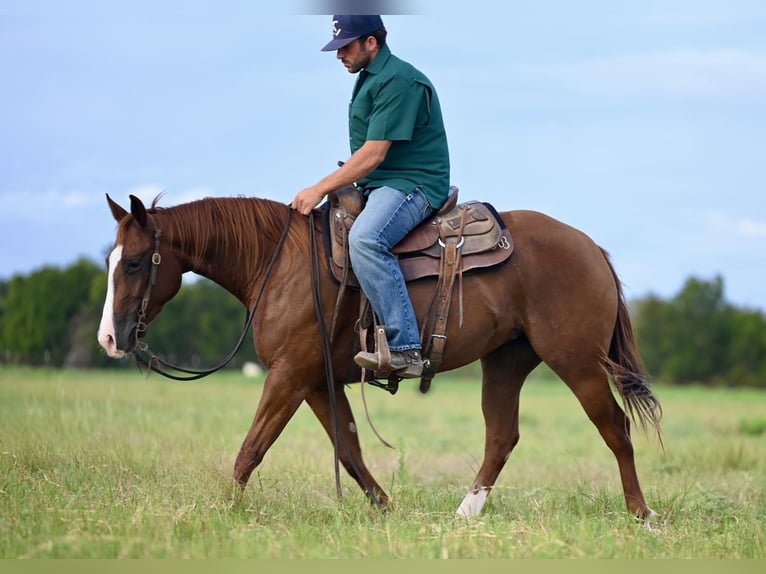 American Quarter Horse Giumenta 3 Anni 142 cm Sauro ciliegia in Waco, TX