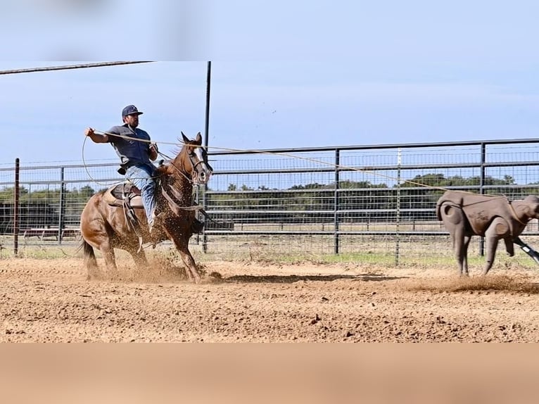 American Quarter Horse Giumenta 3 Anni 142 cm Sauro ciliegia in Waco, TX