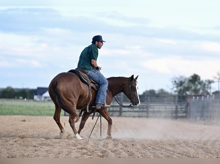 American Quarter Horse Giumenta 3 Anni 142 cm Sauro ciliegia in Waco, TX