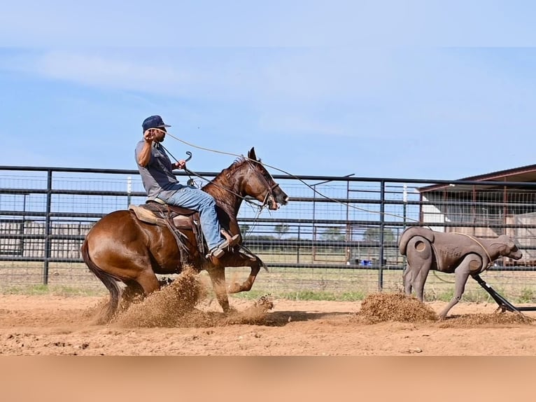 American Quarter Horse Giumenta 3 Anni 142 cm Sauro ciliegia in Waco, TX