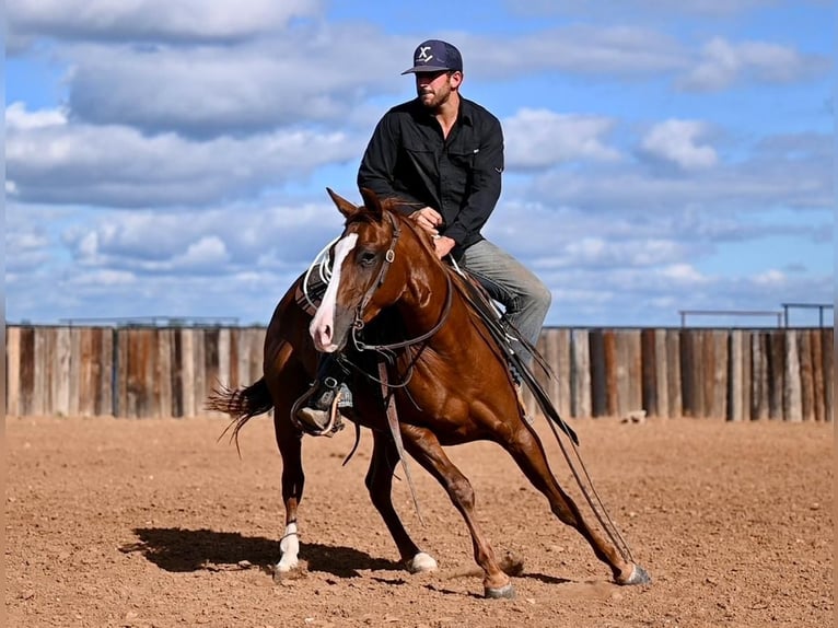 American Quarter Horse Giumenta 3 Anni 142 cm Sauro ciliegia in Waco, TX