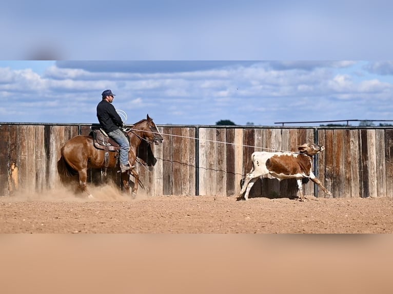 American Quarter Horse Giumenta 3 Anni 142 cm Sauro ciliegia in Waco, TX