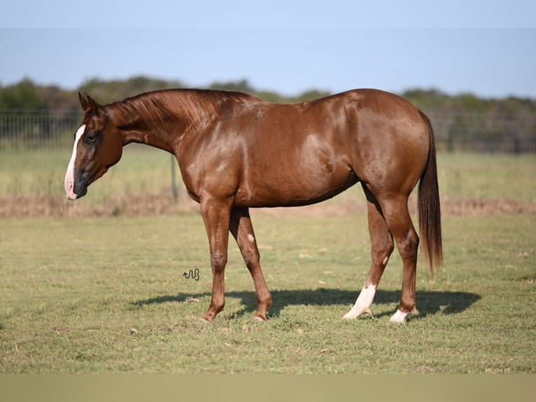 American Quarter Horse Giumenta 3 Anni 142 cm Sauro ciliegia in Waco, TX