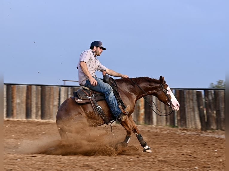 American Quarter Horse Giumenta 3 Anni 142 cm Sauro ciliegia in Waco