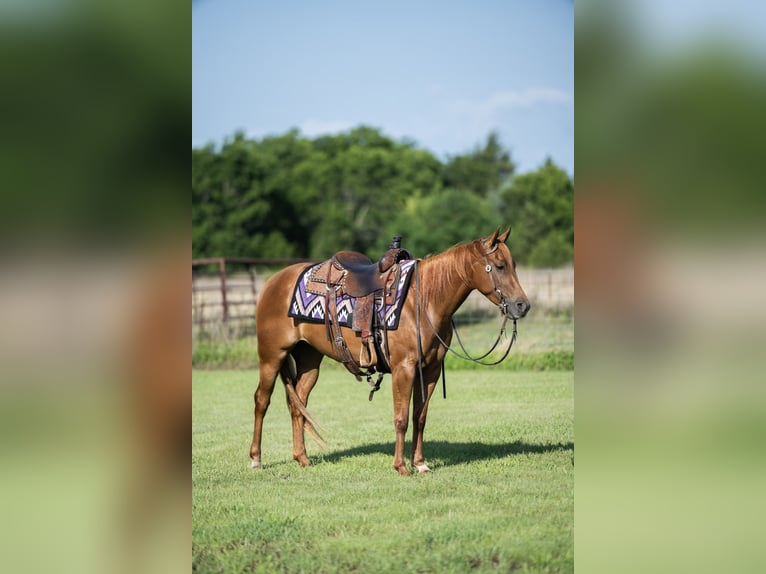 American Quarter Horse Giumenta 3 Anni 142 cm Sauro ciliegia in Ravenna