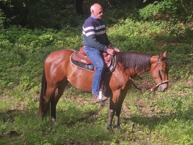 American Quarter Horse Giumenta 3 Anni 144 cm Baio in Hösbach