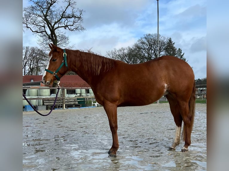 American Quarter Horse Giumenta 3 Anni 144 cm Sauro in Bad Zwischenahn