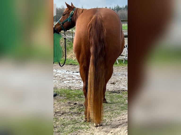 American Quarter Horse Giumenta 3 Anni 144 cm Sauro in Bad Zwischenahn
