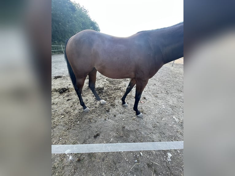 American Quarter Horse Giumenta 3 Anni 145 cm Baio in Mannersdorf am Leithagebirge