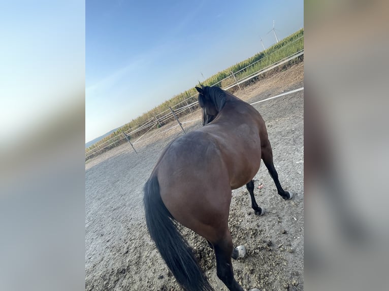 American Quarter Horse Giumenta 3 Anni 145 cm Baio in Mannersdorf am Leithagebirge