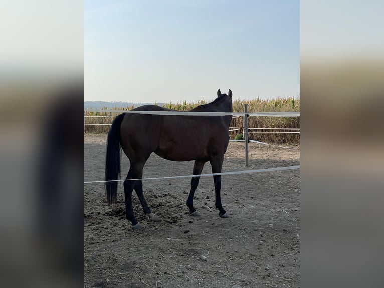 American Quarter Horse Giumenta 3 Anni 145 cm Baio in Mannersdorf am Leithagebirge