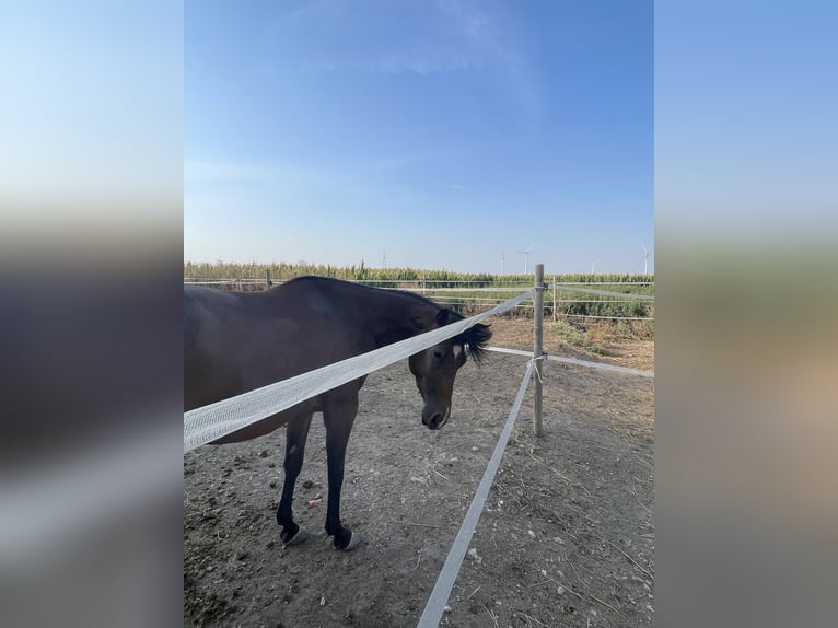 American Quarter Horse Giumenta 3 Anni 145 cm Baio in Mannersdorf am Leithagebirge