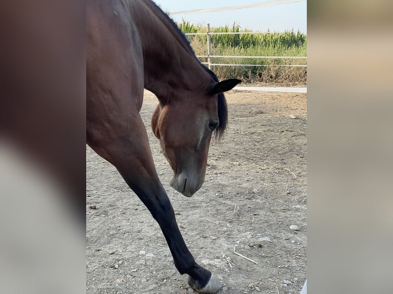 American Quarter Horse Giumenta 3 Anni 145 cm Baio in Mannersdorf am Leithagebirge