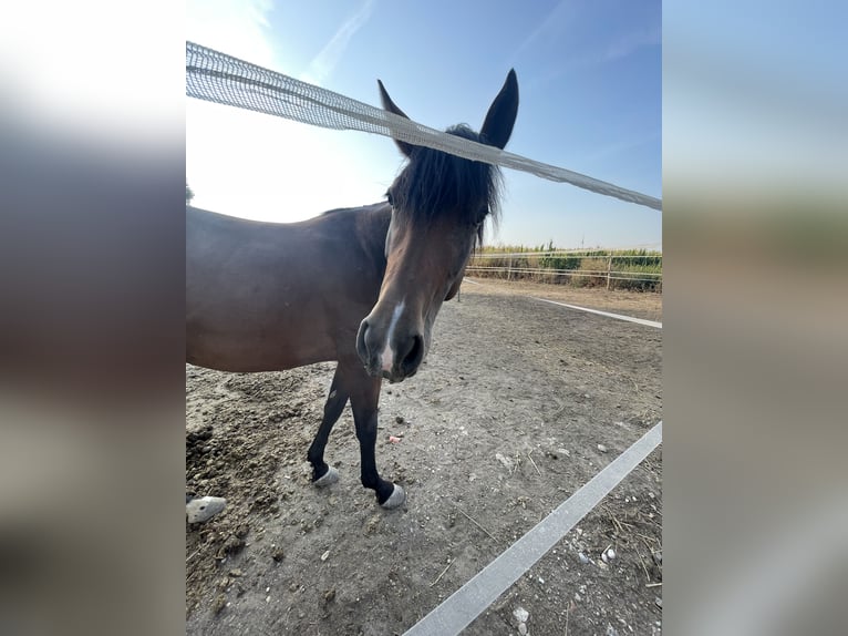 American Quarter Horse Giumenta 3 Anni 145 cm Baio in Mannersdorf am Leithagebirge