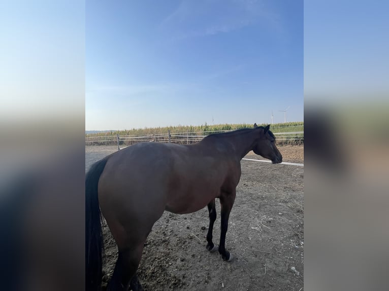 American Quarter Horse Giumenta 3 Anni 145 cm Baio in Mannersdorf am Leithagebirge