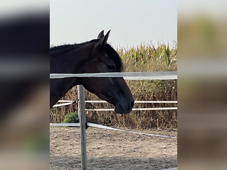 American Quarter Horse Giumenta 3 Anni 145 cm Baio in Mannersdorf am Leithagebirge