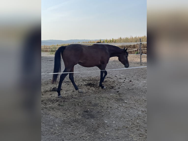 American Quarter Horse Giumenta 3 Anni 145 cm Baio in Mannersdorf am Leithagebirge