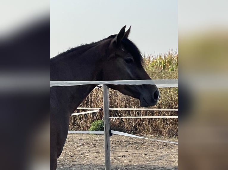 American Quarter Horse Giumenta 3 Anni 145 cm Baio in Mannersdorf am Leithagebirge