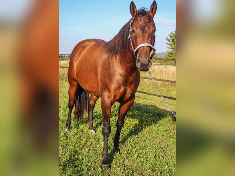 American Quarter Horse Giumenta 3 Anni 145 cm Baio in MalschMalsch