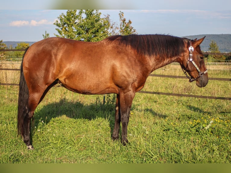 American Quarter Horse Giumenta 3 Anni 145 cm Baio in MalschMalsch