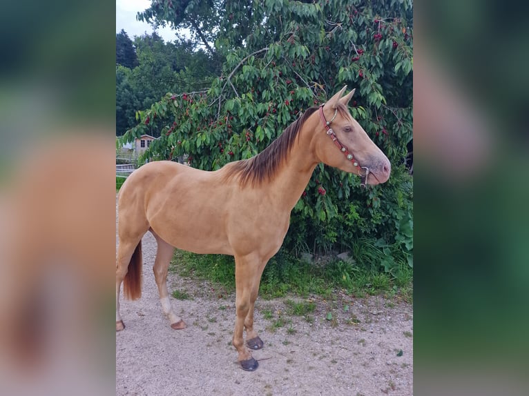 American Quarter Horse Giumenta 3 Anni 145 cm Champagne in Au in der Hallertau