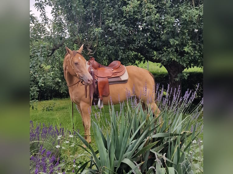 American Quarter Horse Giumenta 3 Anni 145 cm Champagne in Au in der Hallertau