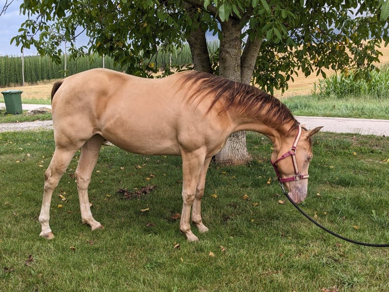 American Quarter Horse Giumenta 3 Anni 145 cm Champagne in Au in der Hallertau