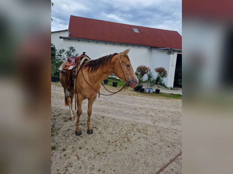 American Quarter Horse Giumenta 3 Anni 145 cm Champagne in Au in der Hallertau