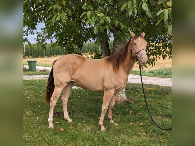 American Quarter Horse Giumenta 3 Anni 145 cm Champagne in Au in der Hallertau