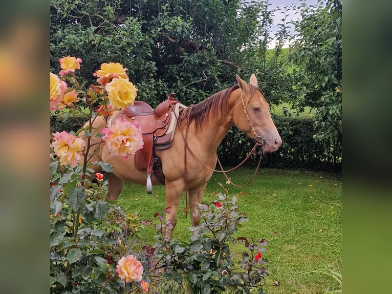 American Quarter Horse Giumenta 3 Anni 145 cm Champagne in Au in der Hallertau