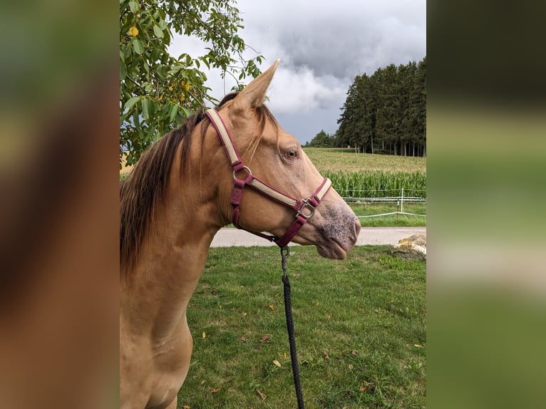 American Quarter Horse Giumenta 3 Anni 145 cm Champagne in Au in der Hallertau