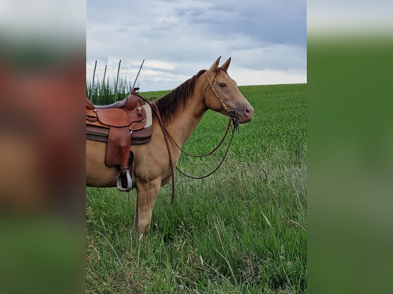 American Quarter Horse Giumenta 3 Anni 145 cm Champagne in Au in der Hallertau