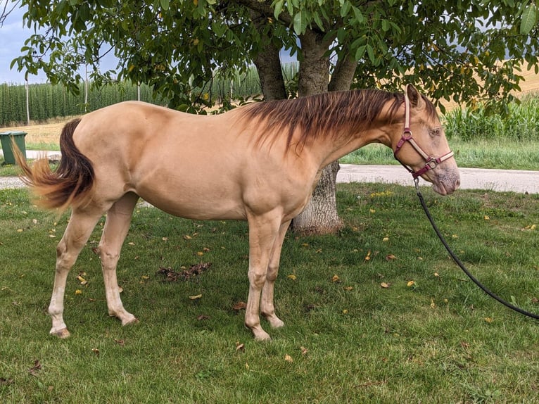 American Quarter Horse Giumenta 3 Anni 145 cm Champagne in Au in der Hallertau