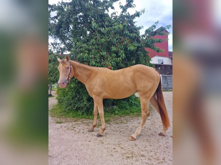 American Quarter Horse Giumenta 3 Anni 145 cm Champagne in Au in der Hallertau