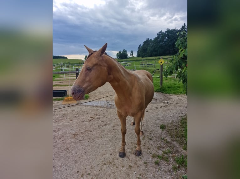 American Quarter Horse Giumenta 3 Anni 145 cm Champagne in Au in der Hallertau