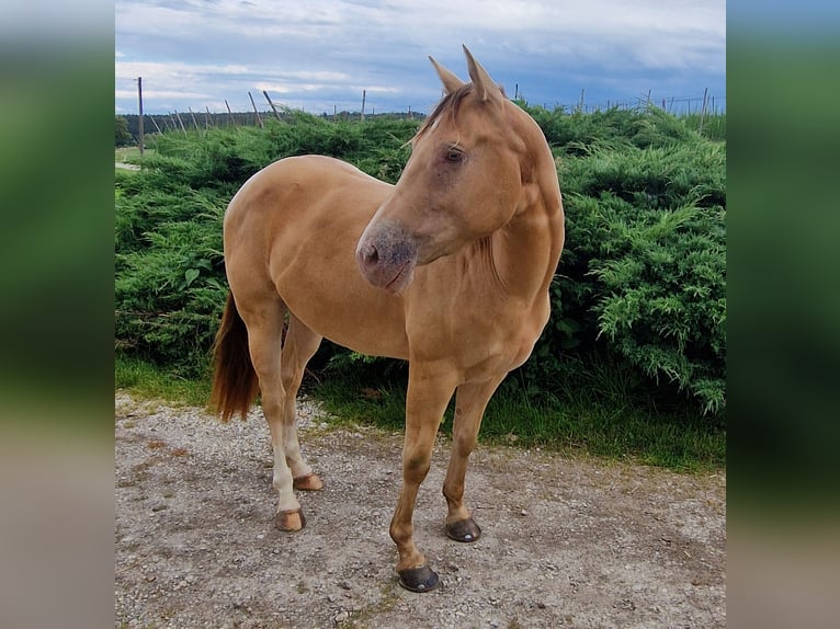 American Quarter Horse Giumenta 3 Anni 145 cm Champagne in Au in der Hallertau