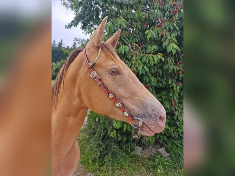 American Quarter Horse Giumenta 3 Anni 145 cm Champagne in Au in der Hallertau